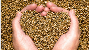 Adobe Stoke Hemp Seeds 16_9